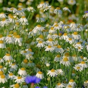 Meet your Posher, Sunghee